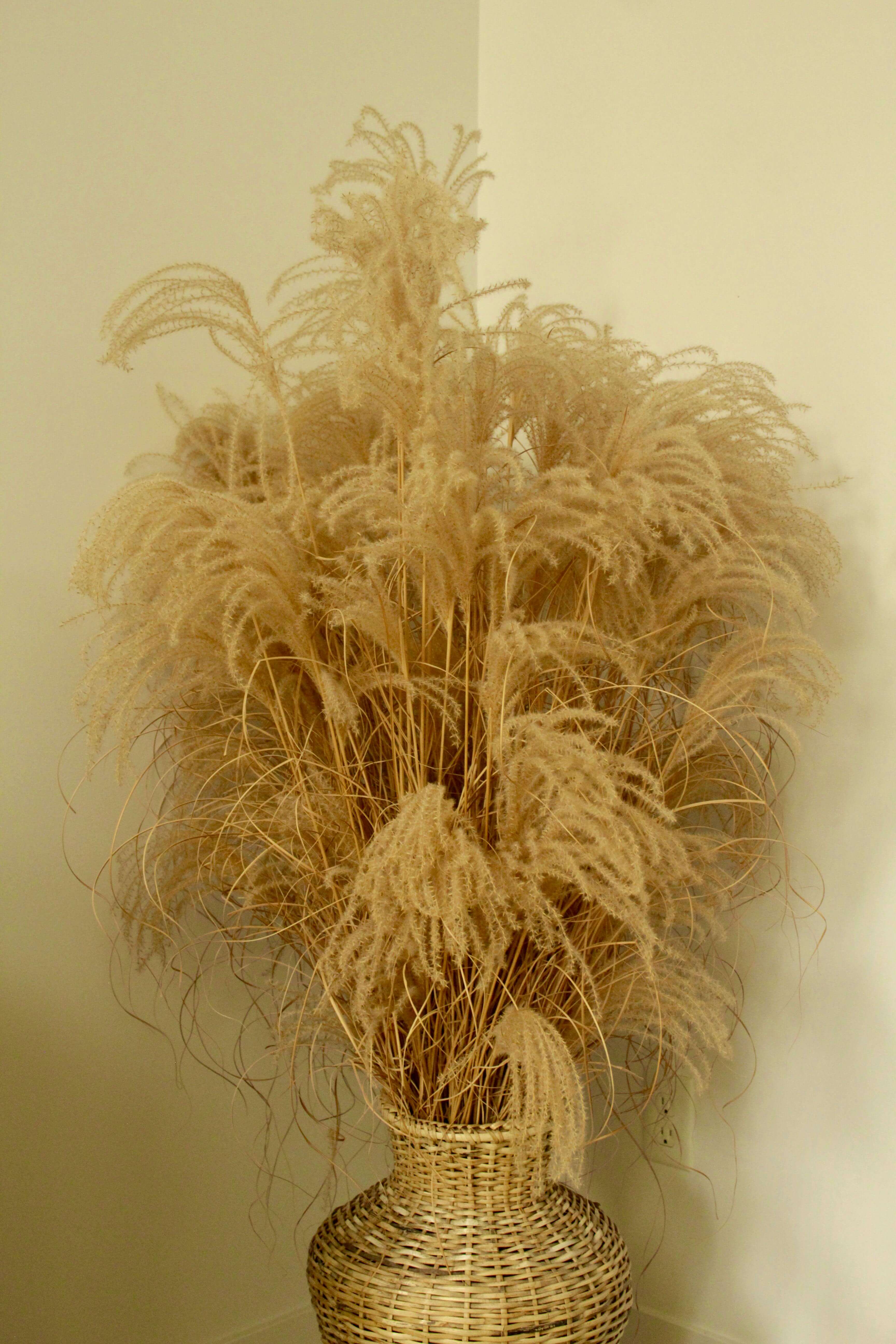 Pampas